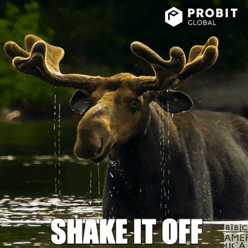 Moose GIF