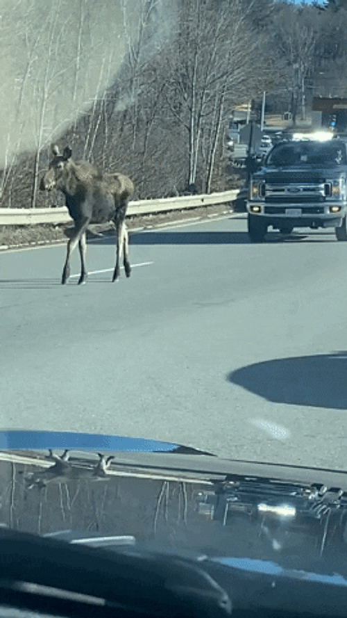 Moose GIF