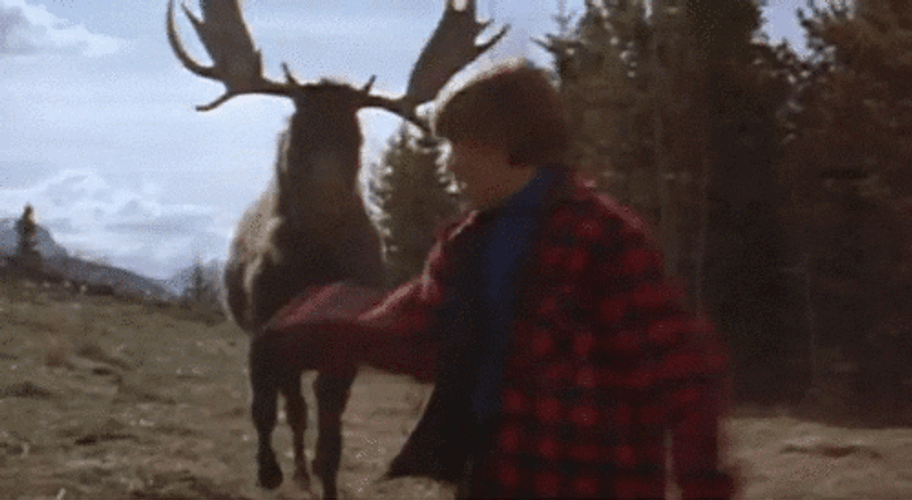 Moose Chasing A Man GIF