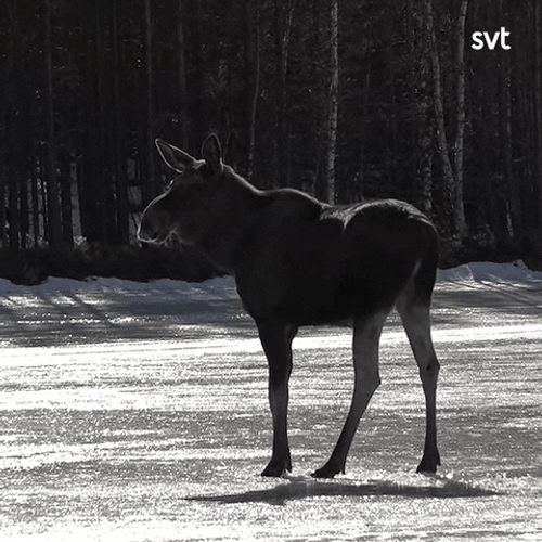 Moose Falls In The Hole GIF
