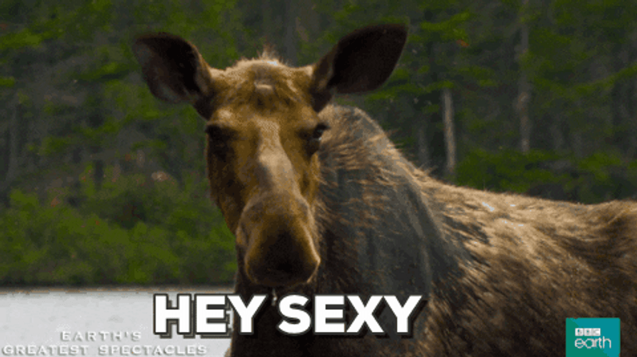 Moose Hey Sexy GIF