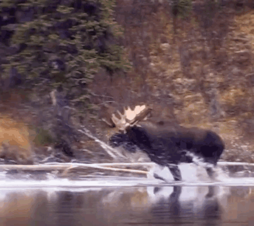Moose Jumping Into River With Log