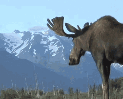 Moose Standing in Grass with Mountains