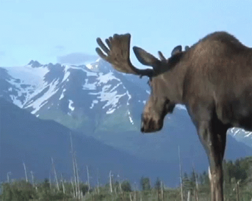 Moose Standing in Mountain Range