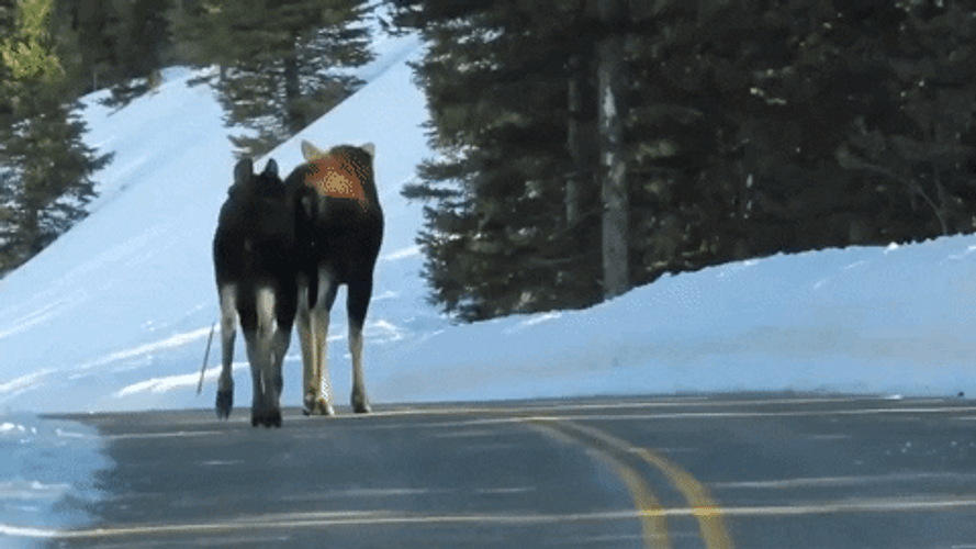 Moose Strolling On The Road GIF