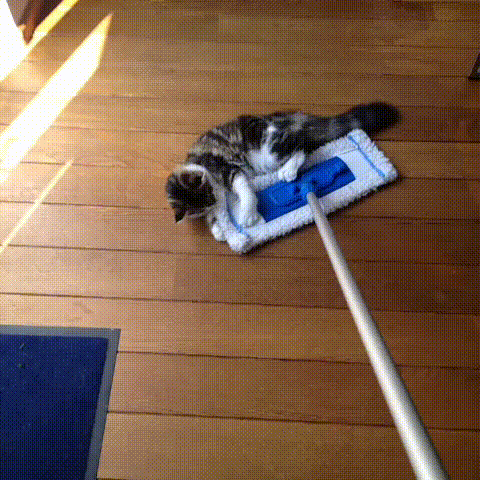 Mop Dragging Two Cats GIF