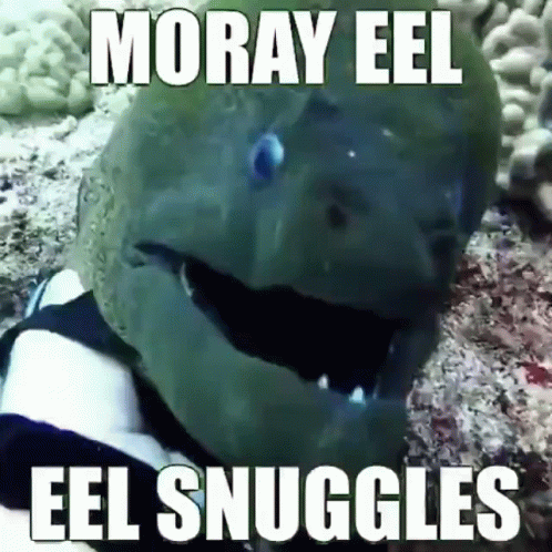 Moray Eel Snuggles GIF