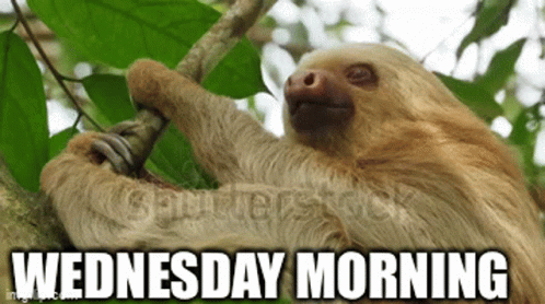 Morning Sloth Have A Hilarious Wednesday GIF