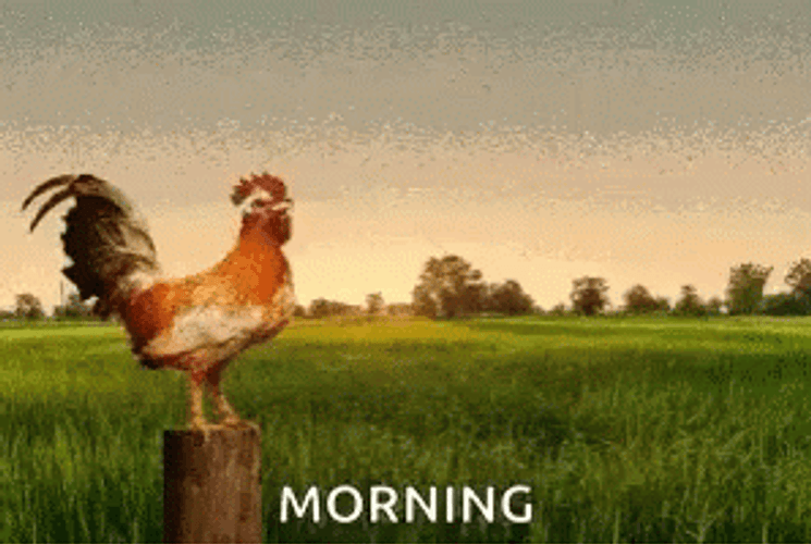 Morning Sunrise Rooster Crocking GIF