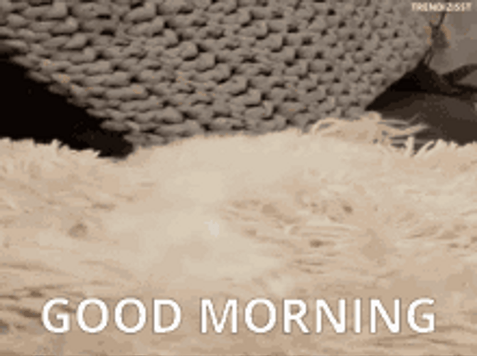 Morning Wake Up Dog GIF