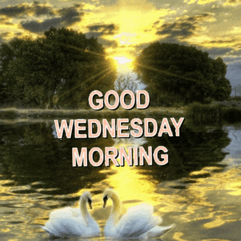 Morning Wednesday Two Swans In Lake GIF