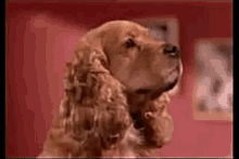 Morph Dog To Woman GIF