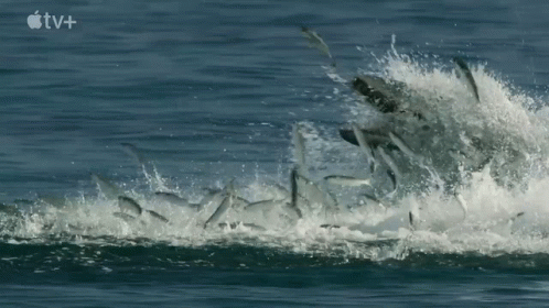 Mosasaurus Eating Tarpons GIF