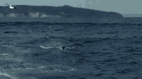 Mosasaurus Great Catching Shark GIF