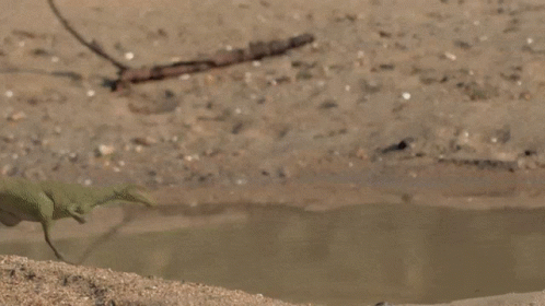 Mosasaurus Mass Murder Of Frog GIF