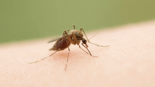 Mosquito Crawling on Arm