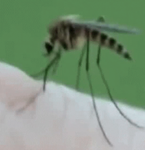 Mosquito Crawling on Arm