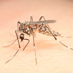 Mosquito Long Legs GIF
