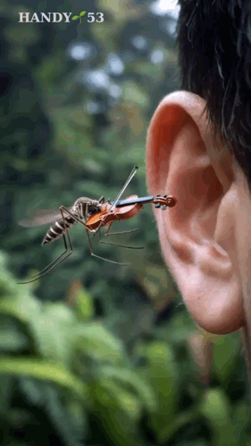 Mosquito Playing Violin in Man's Ear