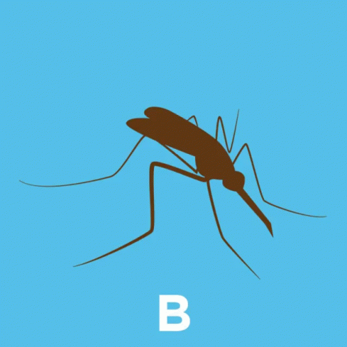 Mosquito With Letter B
