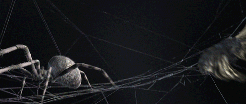 Moth Chased By Spider GIF