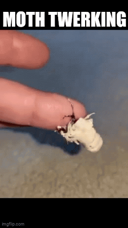 Moth Crawling Saying Moth Twerking