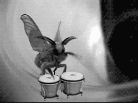 Moth Doing Drums GIF