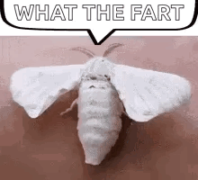 Moth Guy + Monday