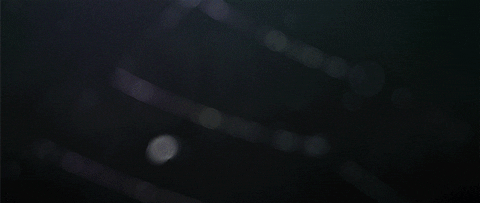 Moth In Web Trap GIF