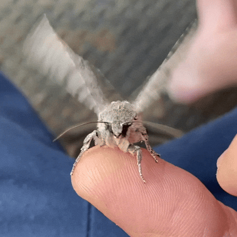 Moth Landed On Hand GIF