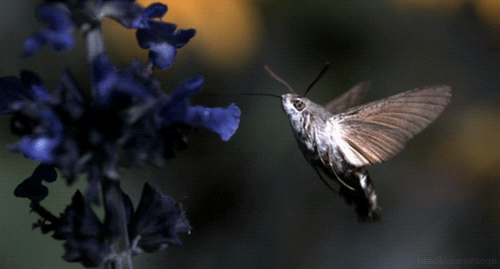 Moth Plays On The Flowers GIF