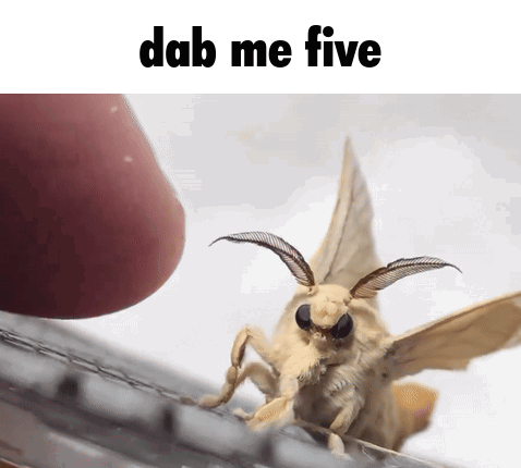 Moth Saying Dab Me Five