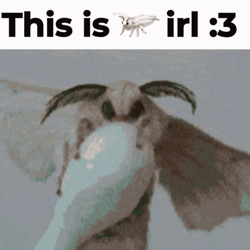 Moth Saying This Is Irl : 3 GIF