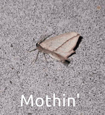 Moth Sitting Mothin