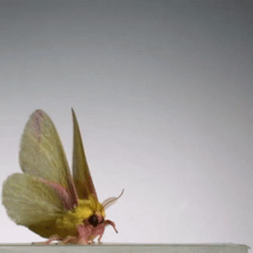 Moth Sitting GIF