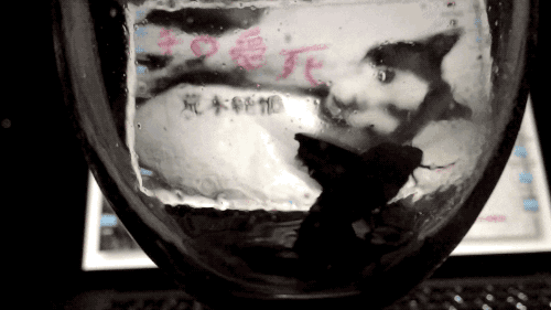 Moth Soaked Trap In The Liquid GIF