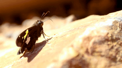 Moth Under The Sun GIF