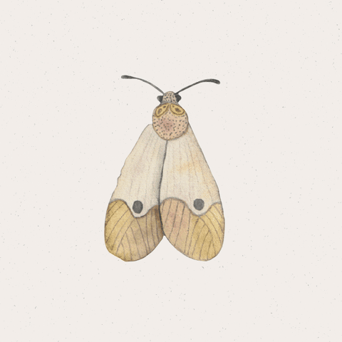 Moth Wings Clip Loop GIF