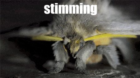 Moth with Text Major Moth