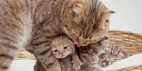 Mother And Baby Cat Cuddles GIF