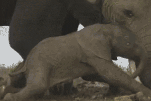 Mother And Baby Elephant Lying GIF