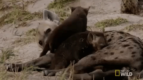 Mother And Baby Hyena GIF
