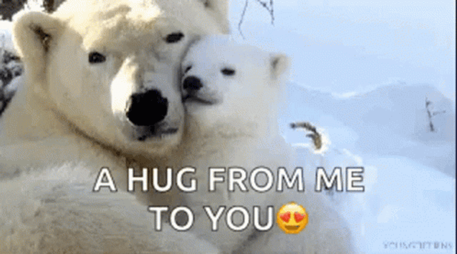 Mother And Baby Polar Bears Comfort Hugs GIF