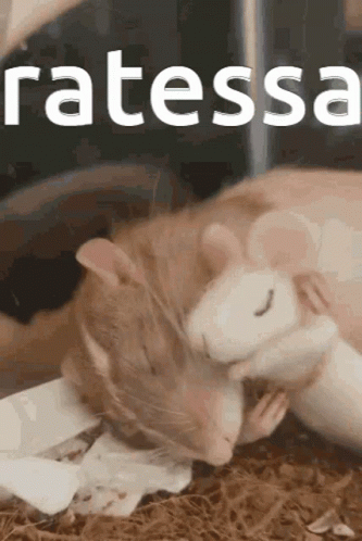 Mother And Child Sleeping Rat Meme GIF