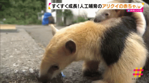Mother Anteater Holding Baby on TV Saying Orange