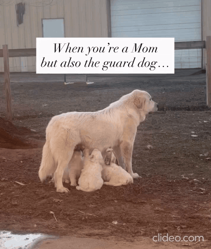 Mother Dog Feeding Puppies
