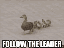 Mother Duck Taking Leadership Followed By Ducklings GIF
