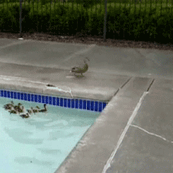 Mother Duck Waddle While Ducklings Swim GIF