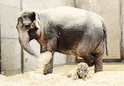 Mother Elephant Showering Itself GIF