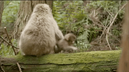 Mother Monkey Breastfeeding Baby GIF